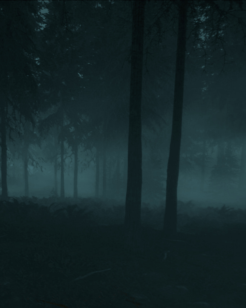 The photo of a dark woodland used to represent the terror of writing a novel felt by some writers.